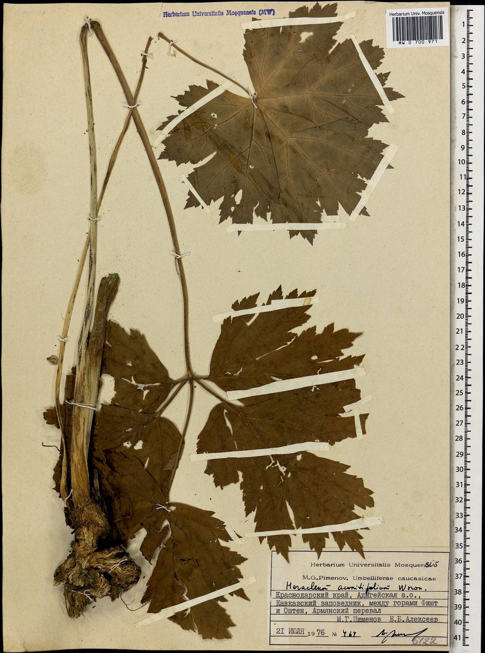 Борщевик аконитолистный Woronow, Кавказ, Краснодарский край и Адыгея (K1a) (Россия)