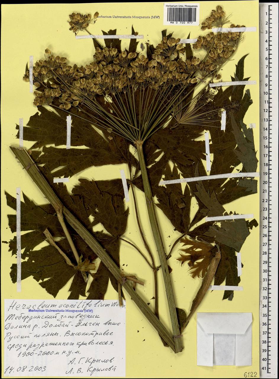 Борщевик аконитолистный Woronow, Кавказ, Ставропольский край, Карачаево-Черкесия, Кабардино-Балкария (K1b) (Россия)