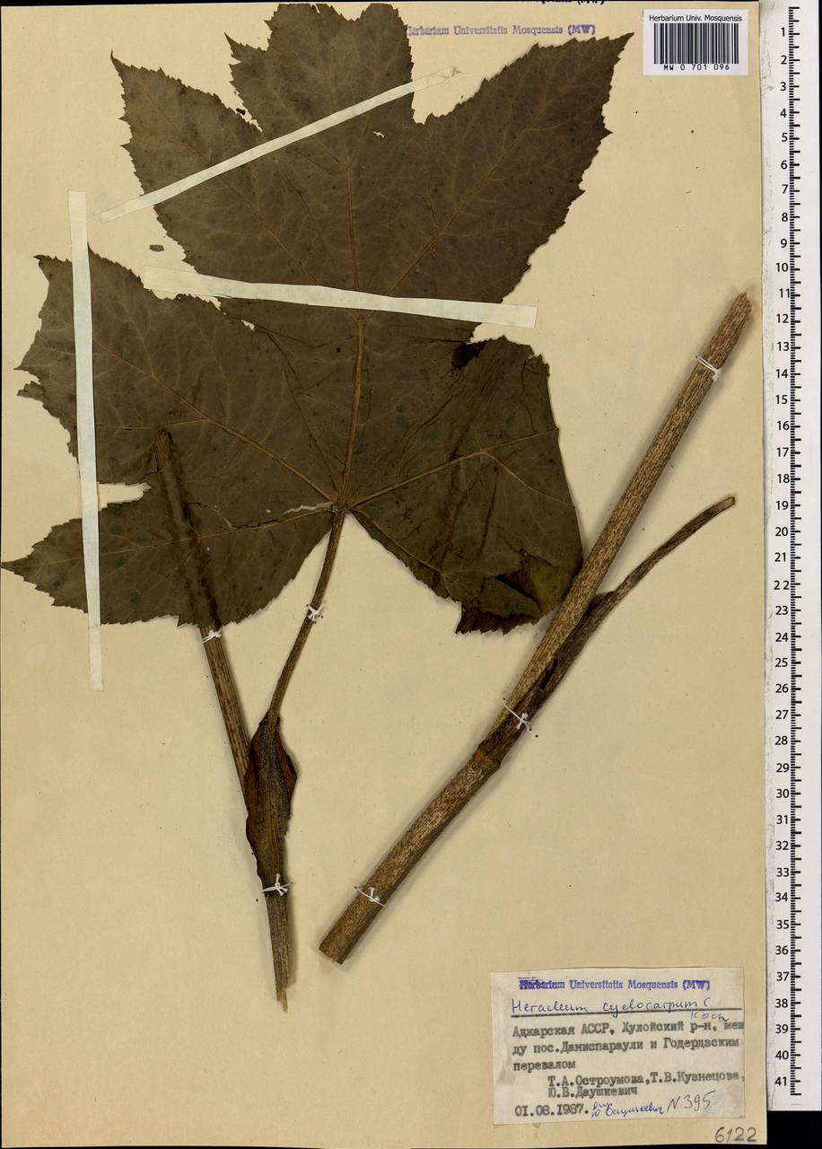 Heracleum sphondylium subsp. cyclocarpum (K. Koch) P. H. Davis, Кавказ, Грузия (K4) (Грузия)