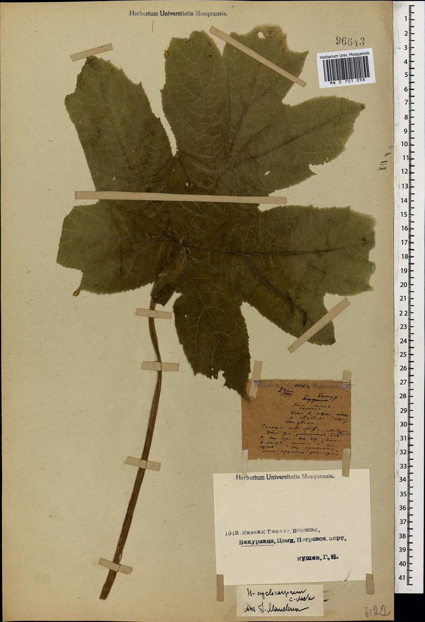 Heracleum sphondylium subsp. cyclocarpum (K. Koch) P. H. Davis, Кавказ, Грузия (K4) (Грузия)
