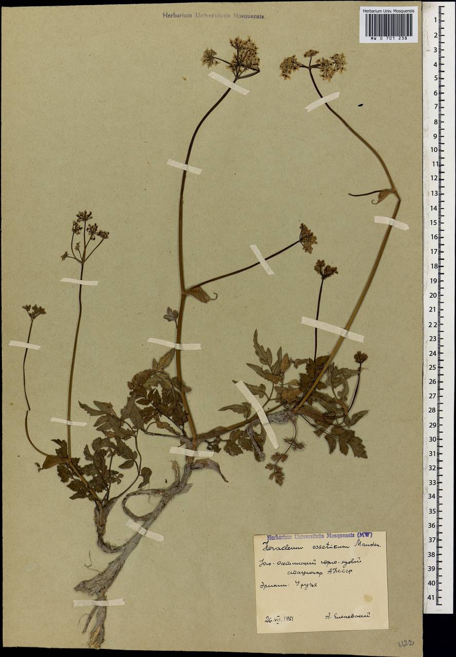 Heracleum ossethicum Manden., Кавказ, Южная Осетия (K4b) (Южная Осетия)