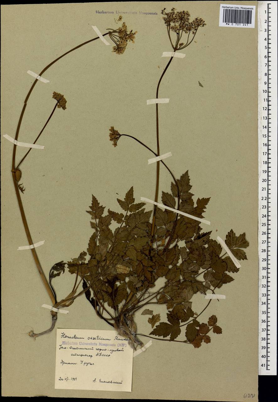 Heracleum ossethicum Manden., Кавказ, Южная Осетия (K4b) (Южная Осетия)