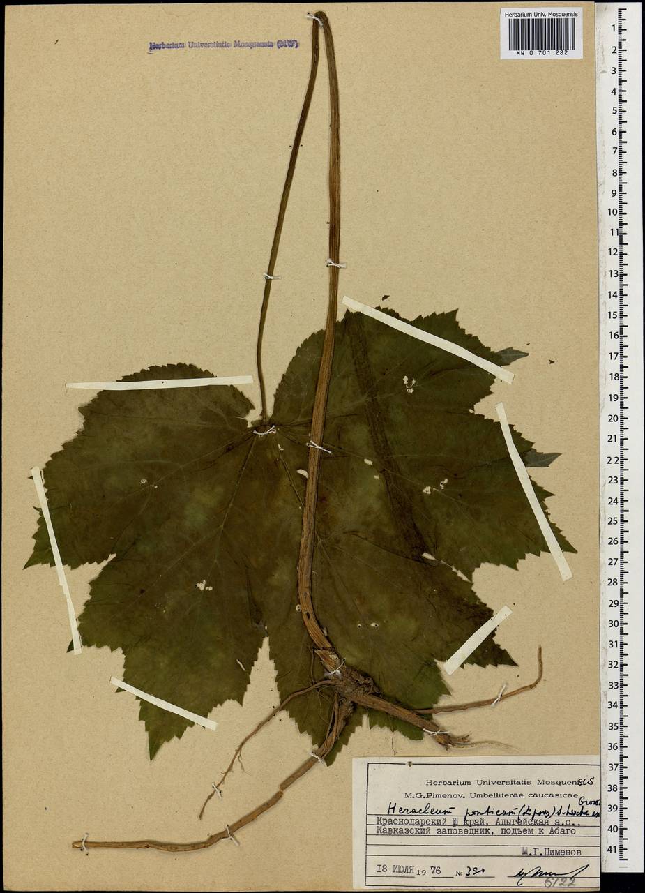 Борщевик понтийский (Lipsky) Schischk. ex Grossh., Кавказ, Краснодарский край и Адыгея (K1a) (Россия)