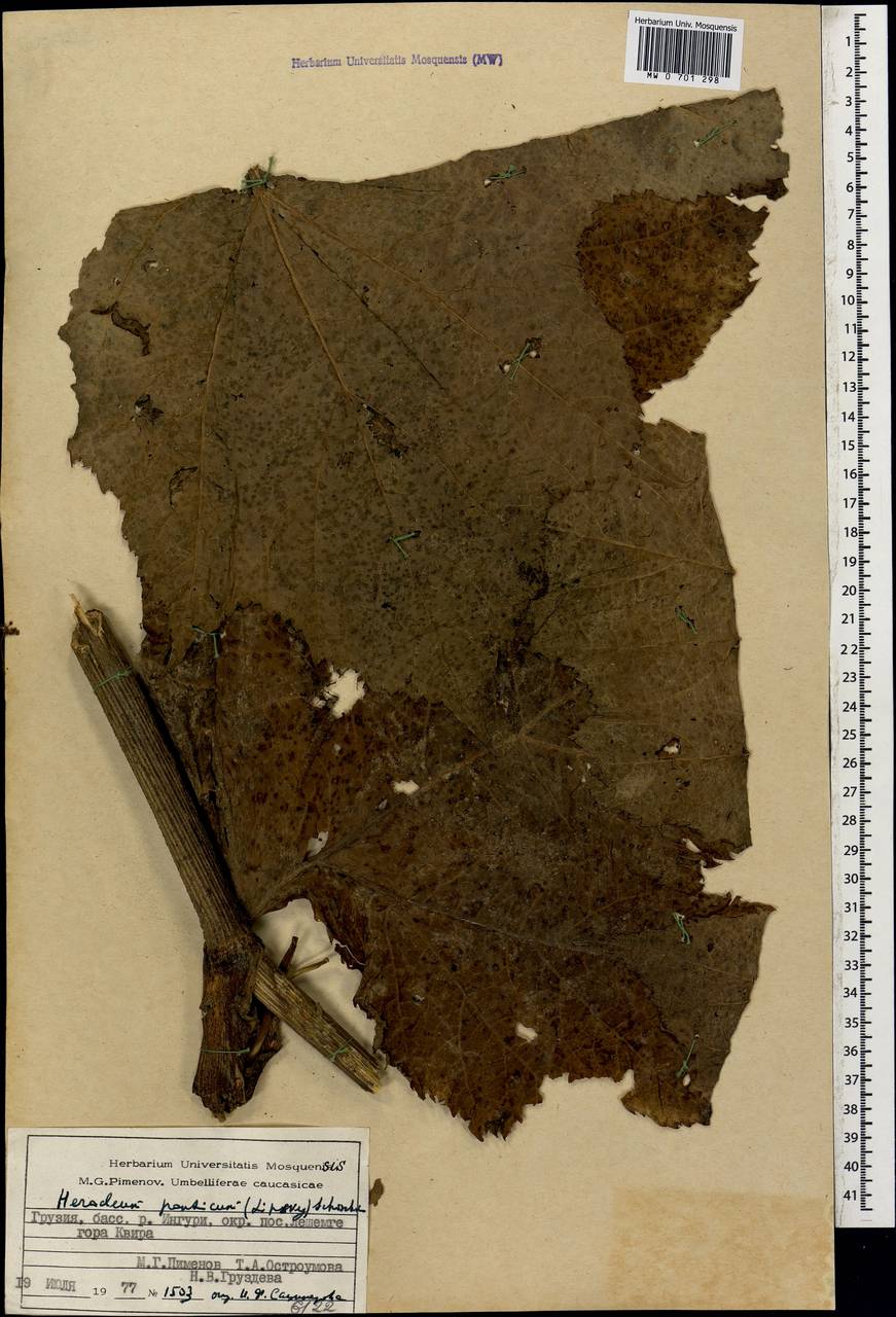 Борщевик понтийский (Lipsky) Schischk. ex Grossh., Кавказ, Грузия (K4) (Грузия)