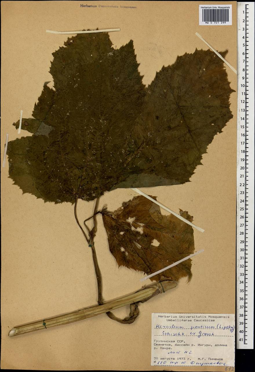 Борщевик понтийский (Lipsky) Schischk. ex Grossh., Кавказ, Грузия (K4) (Грузия)
