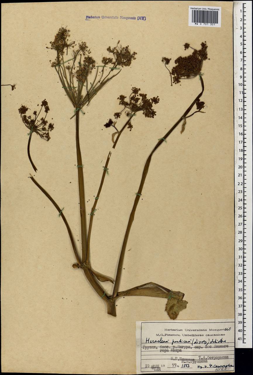 Борщевик понтийский (Lipsky) Schischk. ex Grossh., Кавказ, Грузия (K4) (Грузия)