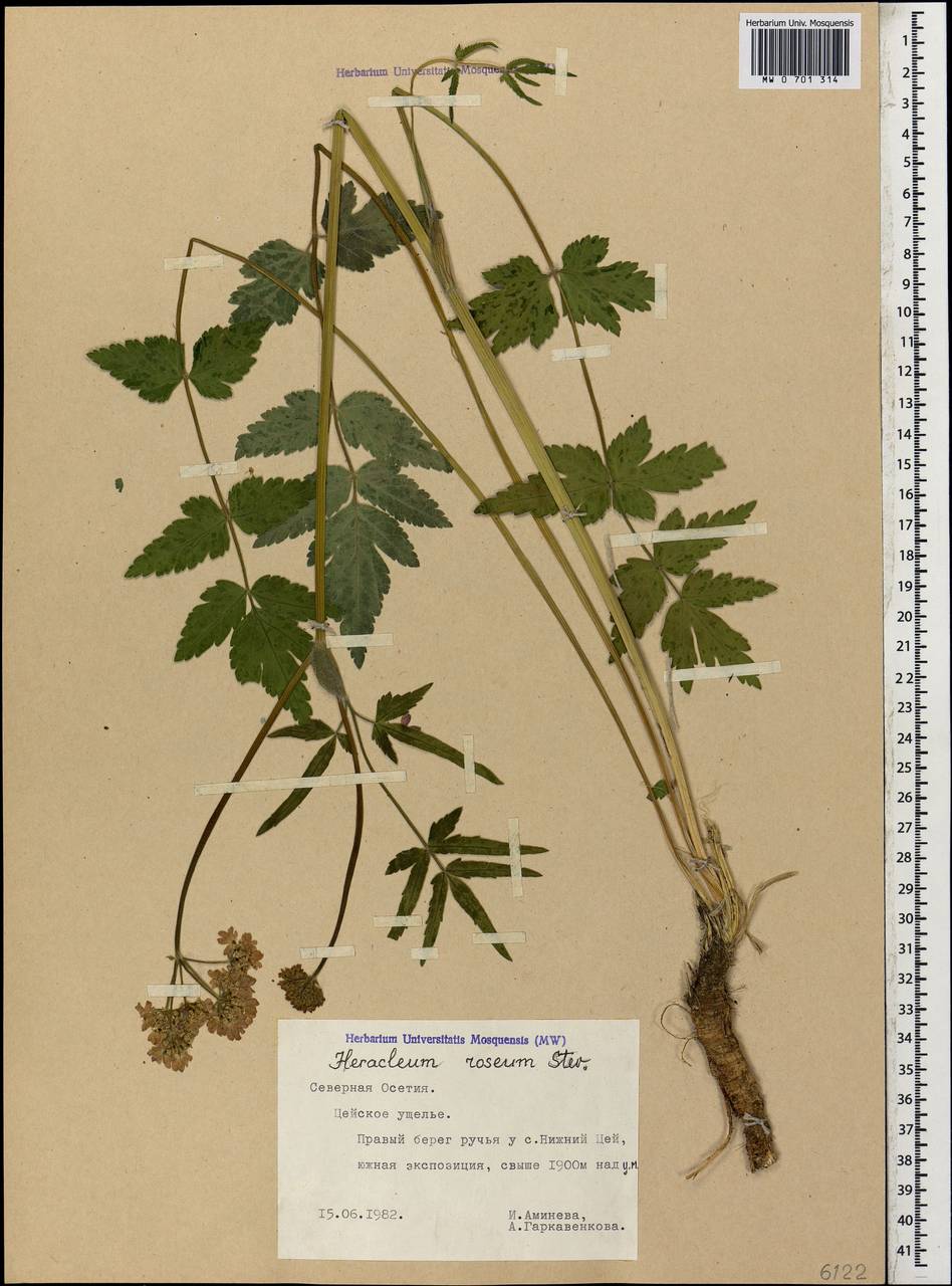 Борщевик розовый Steven, Кавказ, Северная Осетия, Ингушетия и Чечня (K1c) (Россия)