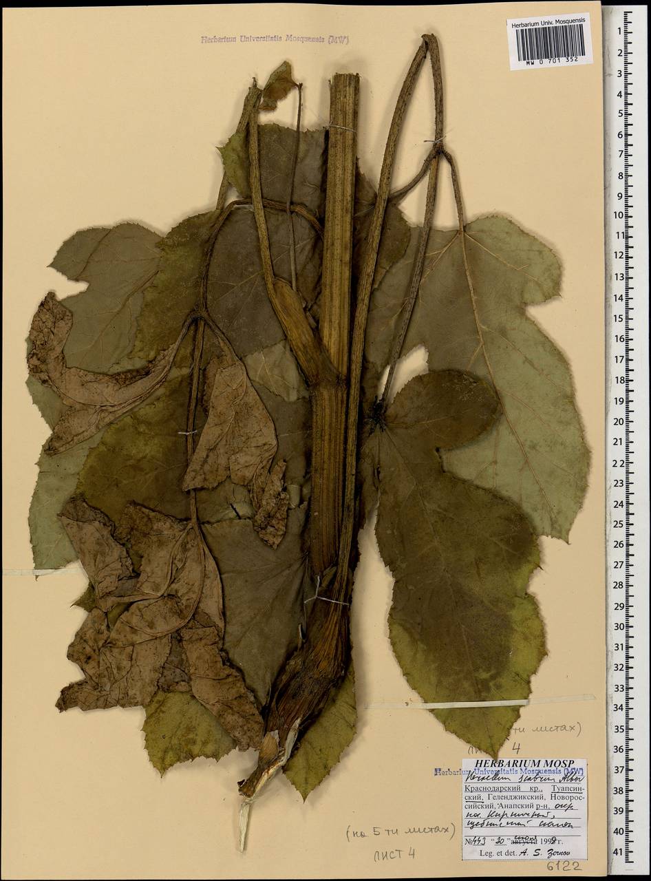 Борщевик шероховатый Albov, Кавказ, Краснодарский край и Адыгея (K1a) (Россия)