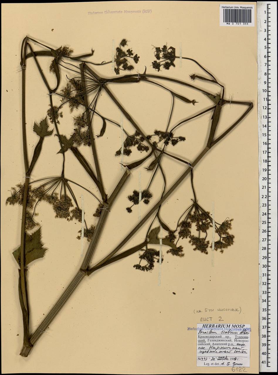 Борщевик шероховатый Albov, Кавказ, Краснодарский край и Адыгея (K1a) (Россия)