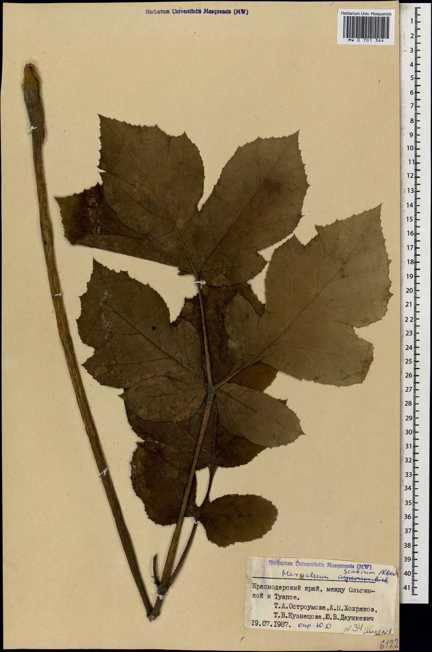 Борщевик шероховатый Albov, Кавказ, Черноморское побережье (от Новороссийска до Адлера) (K3) (Россия)