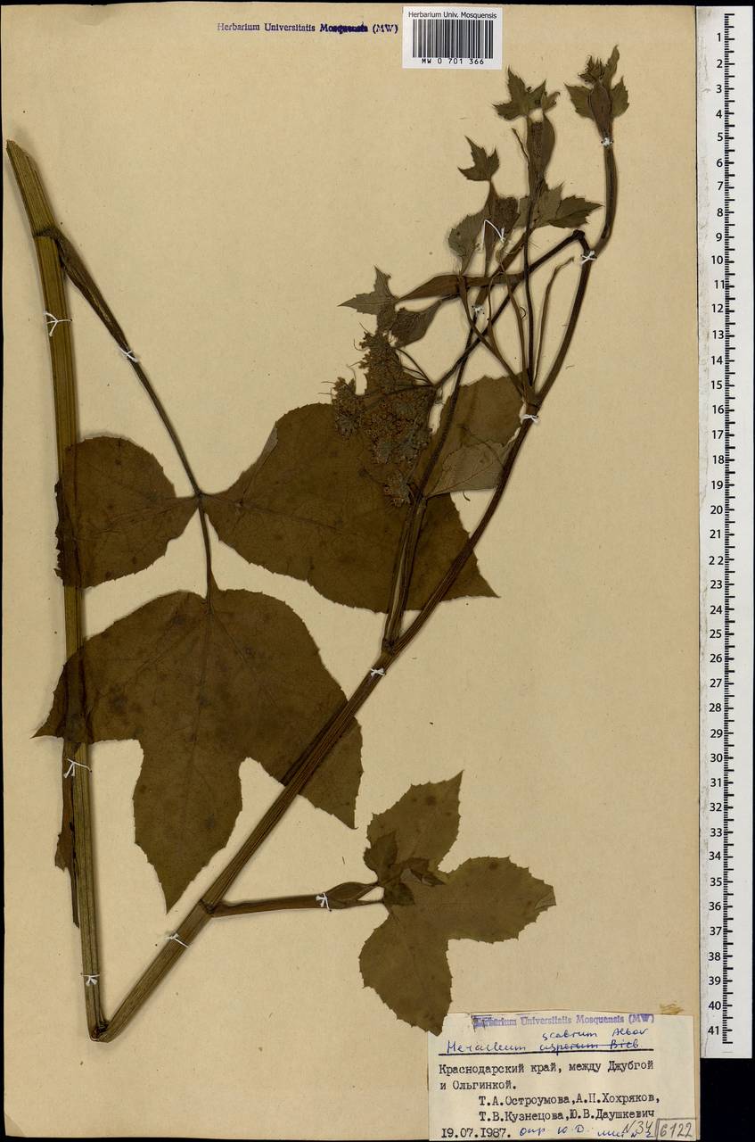 Борщевик шероховатый Albov, Кавказ, Черноморское побережье (от Новороссийска до Адлера) (K3) (Россия)