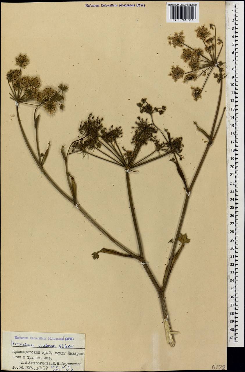 Борщевик шероховатый Albov, Кавказ, Черноморское побережье (от Новороссийска до Адлера) (K3) (Россия)