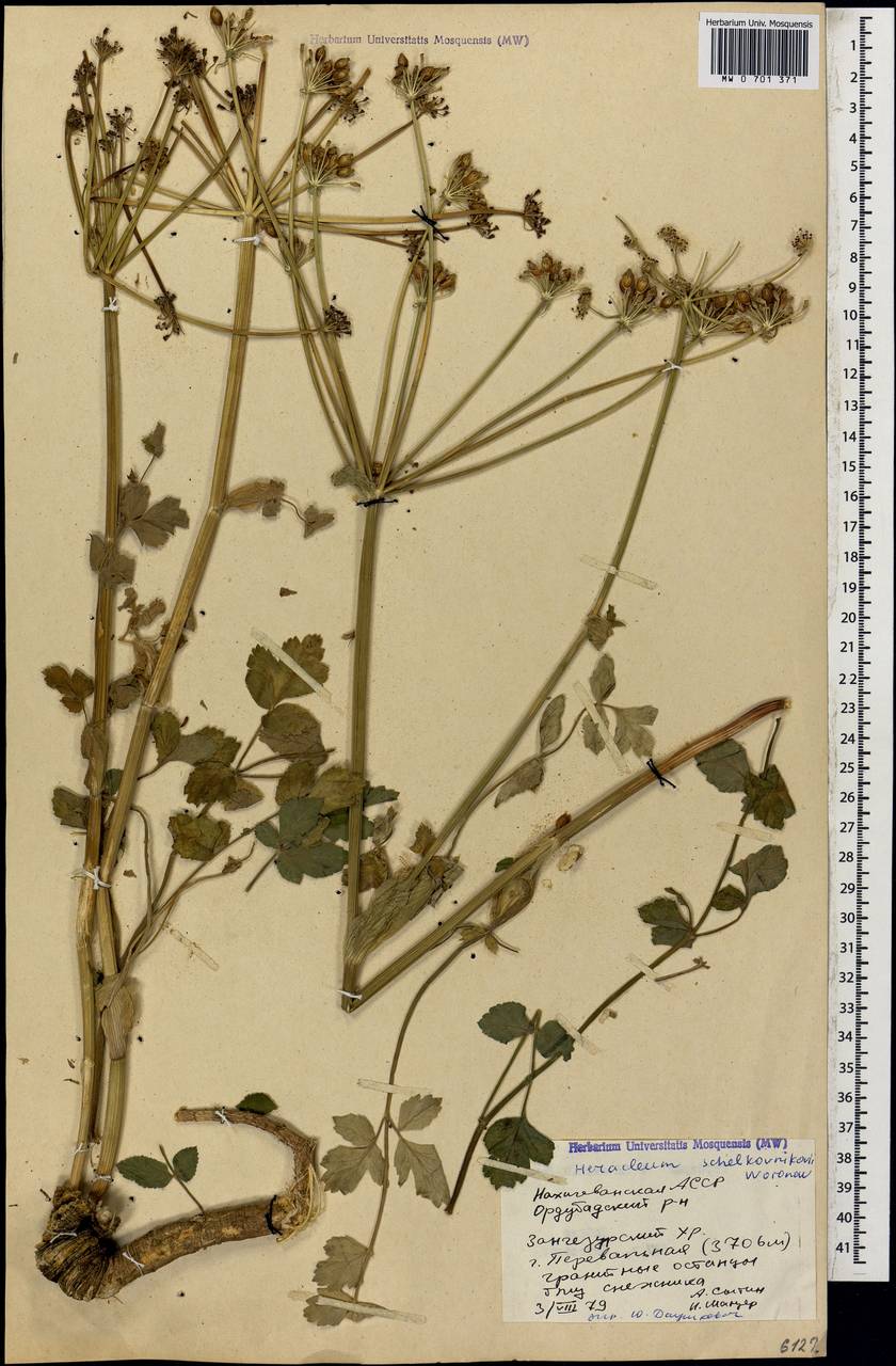 Борщевик пастернаколистный K.Koch, Кавказ, Азербайджан (K6) (Азербайджан)