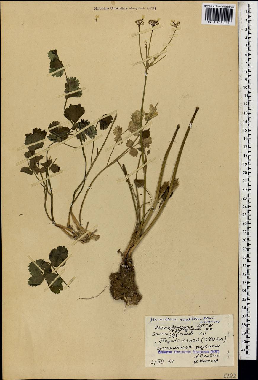 Борщевик пастернаколистный K.Koch, Кавказ, Азербайджан (K6) (Азербайджан)