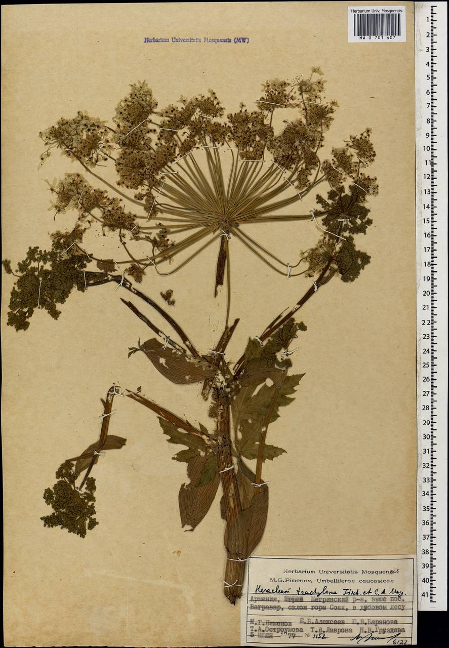 Борщевик шероховатоокаймленный Fisch. & C.A.Mey., Кавказ, Армения (K5) (Армения)