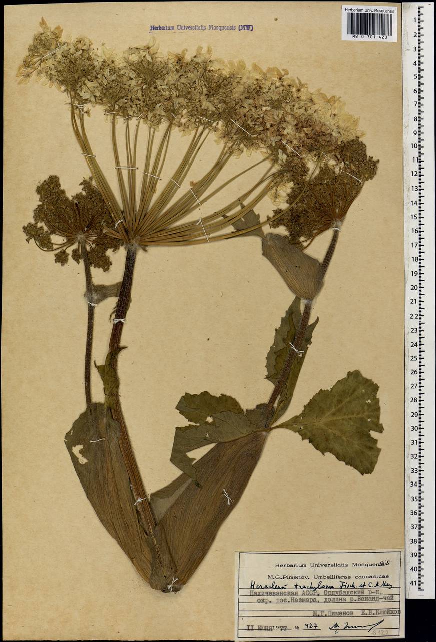 Борщевик шероховатоокаймленный Fisch. & C.A.Mey., Кавказ, Азербайджан (K6) (Азербайджан)