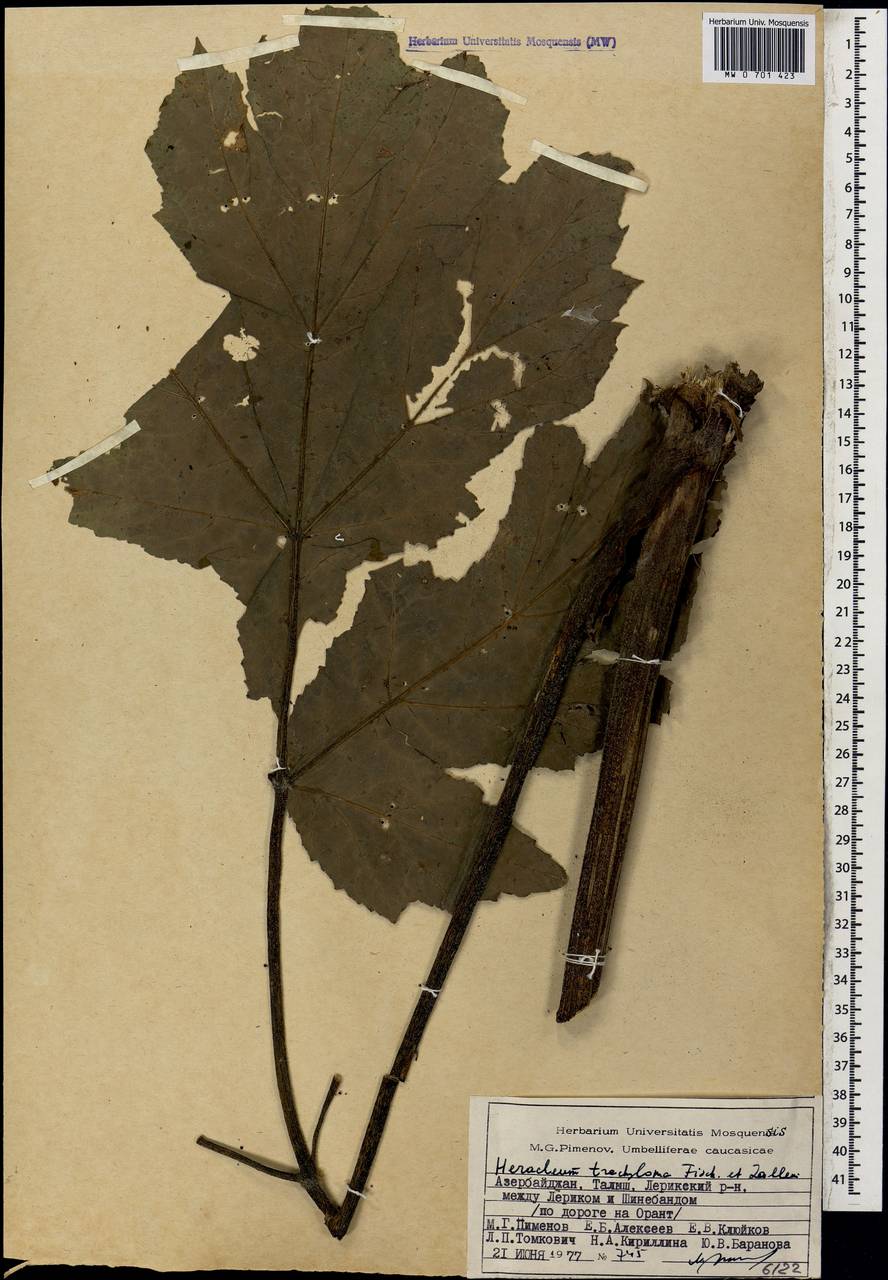 Борщевик шероховатоокаймленный Fisch. & C. A. Mey., Кавказ, Азербайджан (K6) (Азербайджан)