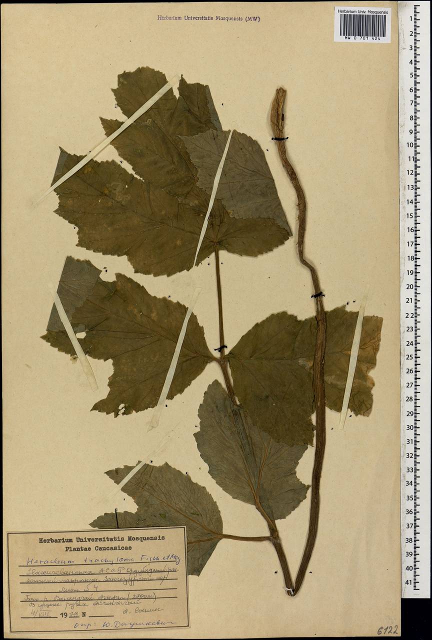 Борщевик шероховатоокаймленный Fisch. & C. A. Mey., Кавказ, Азербайджан (K6) (Азербайджан)