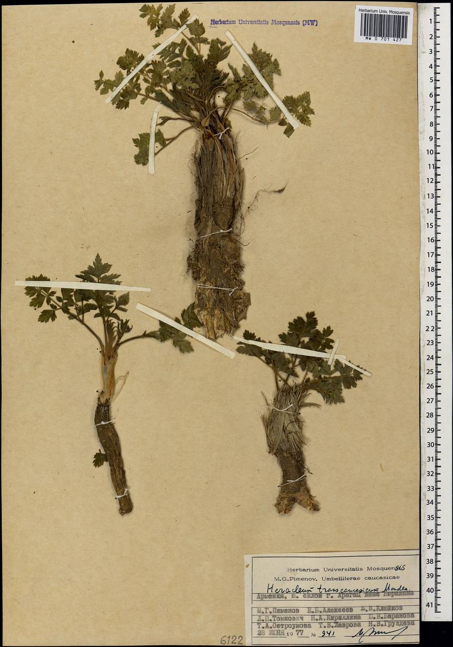 Heracleum transcaucasicum Manden., Кавказ, Армения (K5) (Армения)