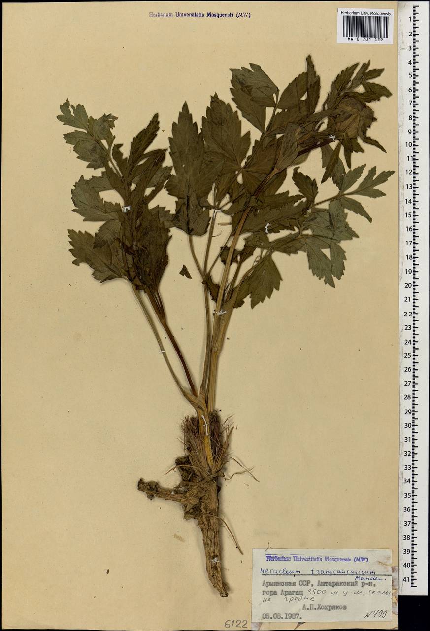 Борщевик пастернаколистный K.Koch, Кавказ, Армения (K5) (Армения)