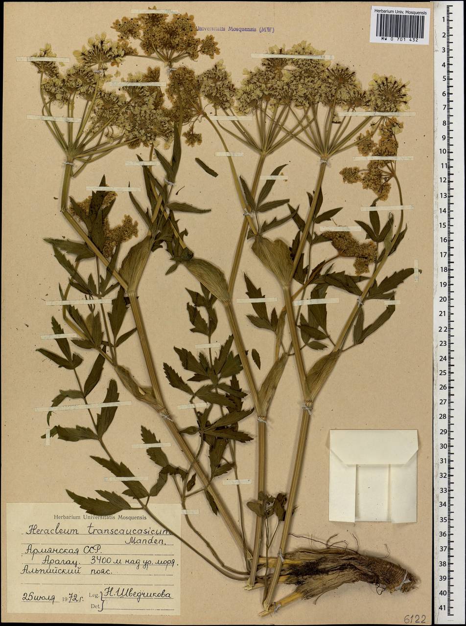 Борщевик пастернаколистный K.Koch, Кавказ, Армения (K5) (Армения)
