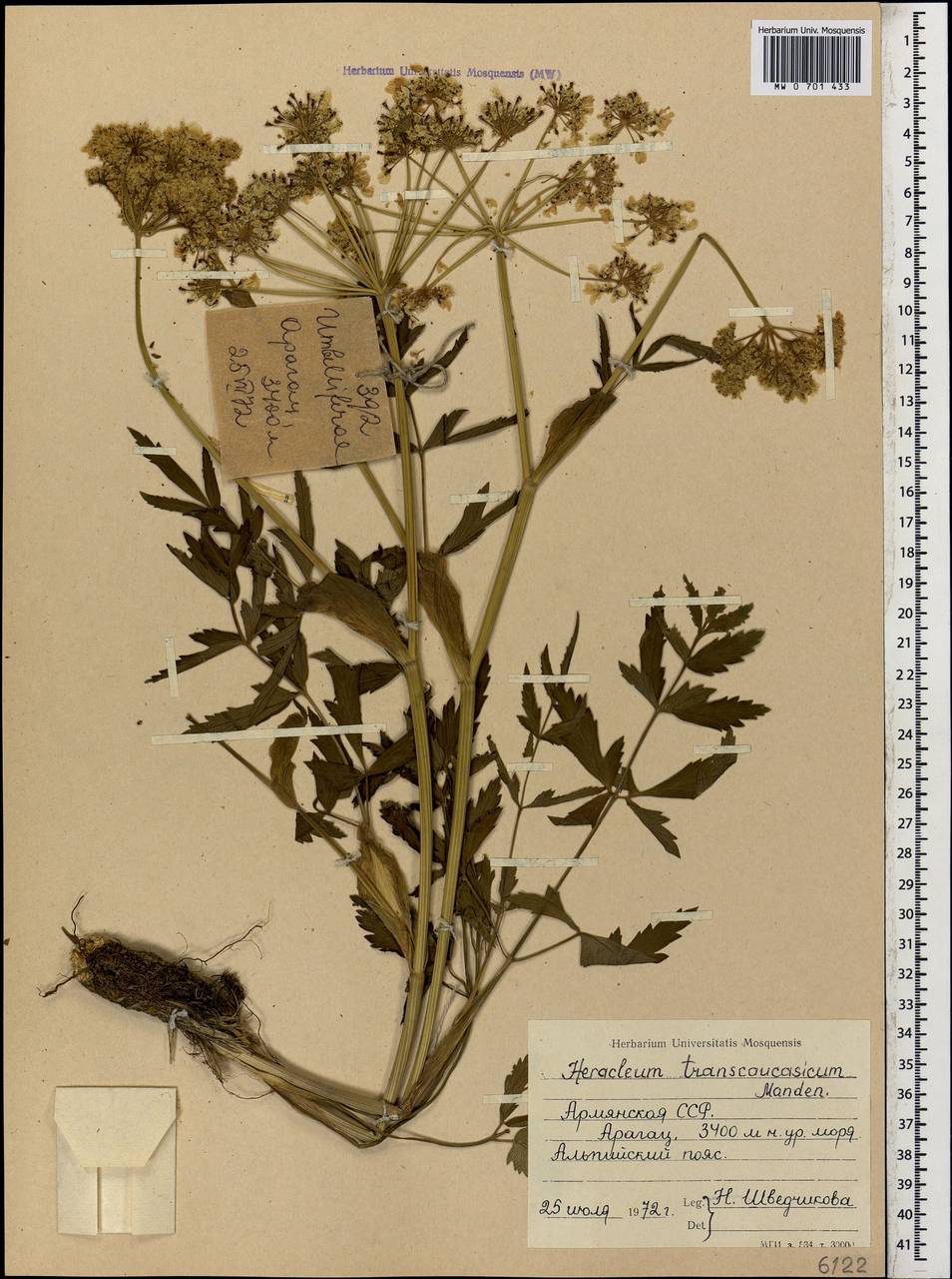 Heracleum transcaucasicum Manden., Кавказ, Армения (K5) (Армения)