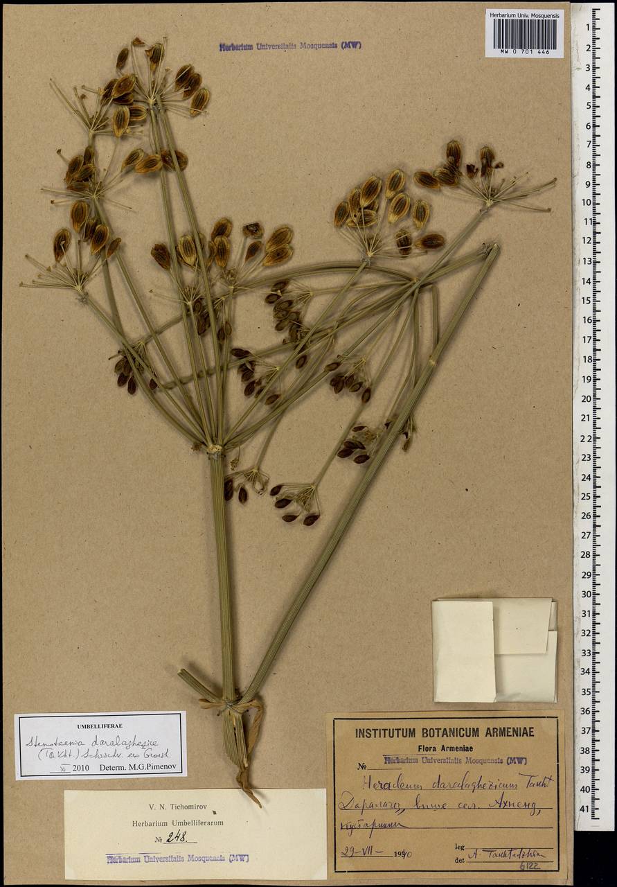 Stenotaenia daralaghezica (Takht.) Schischk., Кавказ, Армения (K5) (Армения)