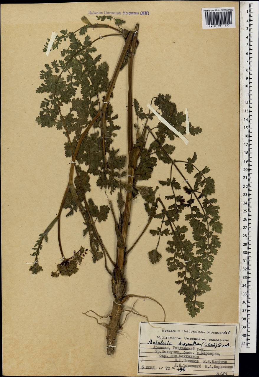 Leiotulus dasyanthus (K.Koch) Pimenov & Ostr., Кавказ, Армения (K5) (Армения)