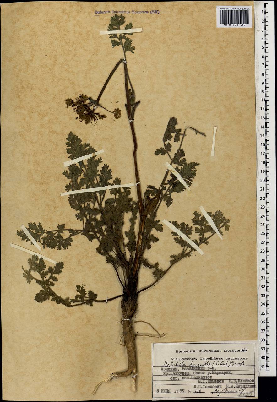 Leiotulus dasyanthus (K.Koch) Pimenov & Ostr., Кавказ, Армения (K5) (Армения)