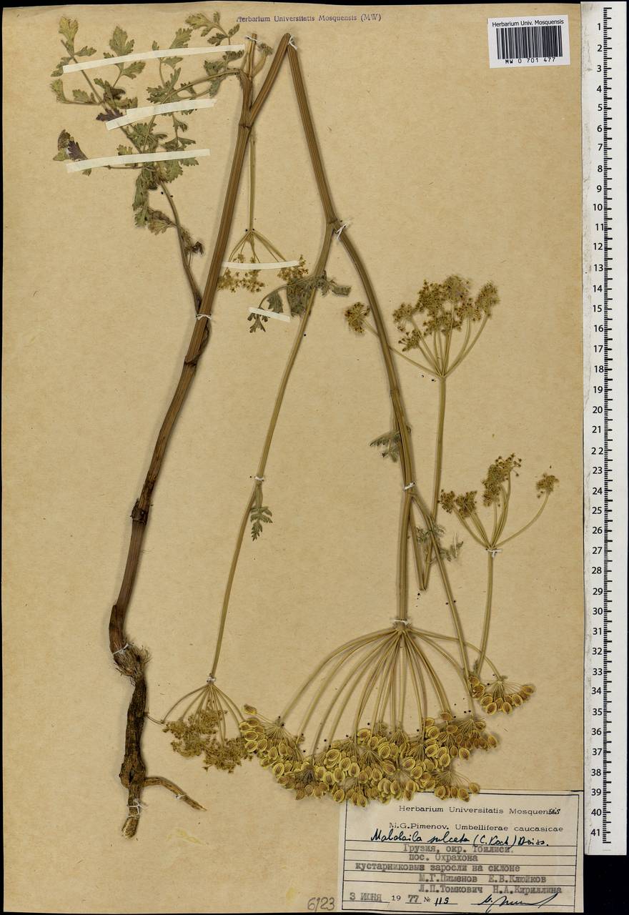 Малабайла бороздчатая Boiss., Кавказ, Грузия (K4) (Грузия)