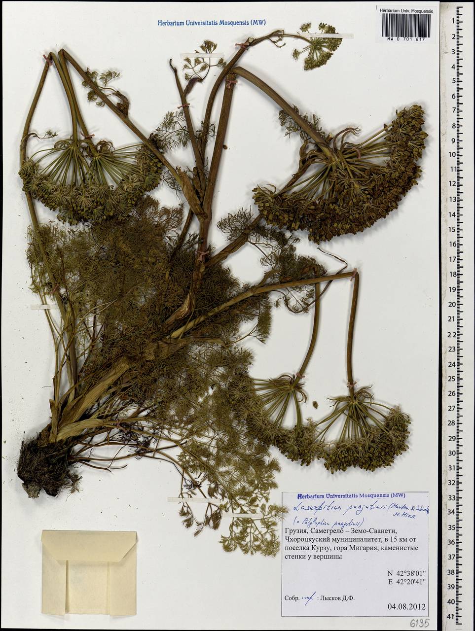 Laser panjutinii (Manden. & Schischk.) Banasiak, Wojew. & Spalik, Кавказ, Грузия (K4) (Грузия)