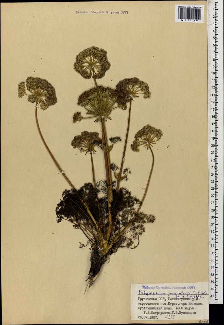 Laser panjutinii (Manden. & Schischk.) Banasiak, Wojew. & Spalik, Кавказ, Грузия (K4) (Грузия)