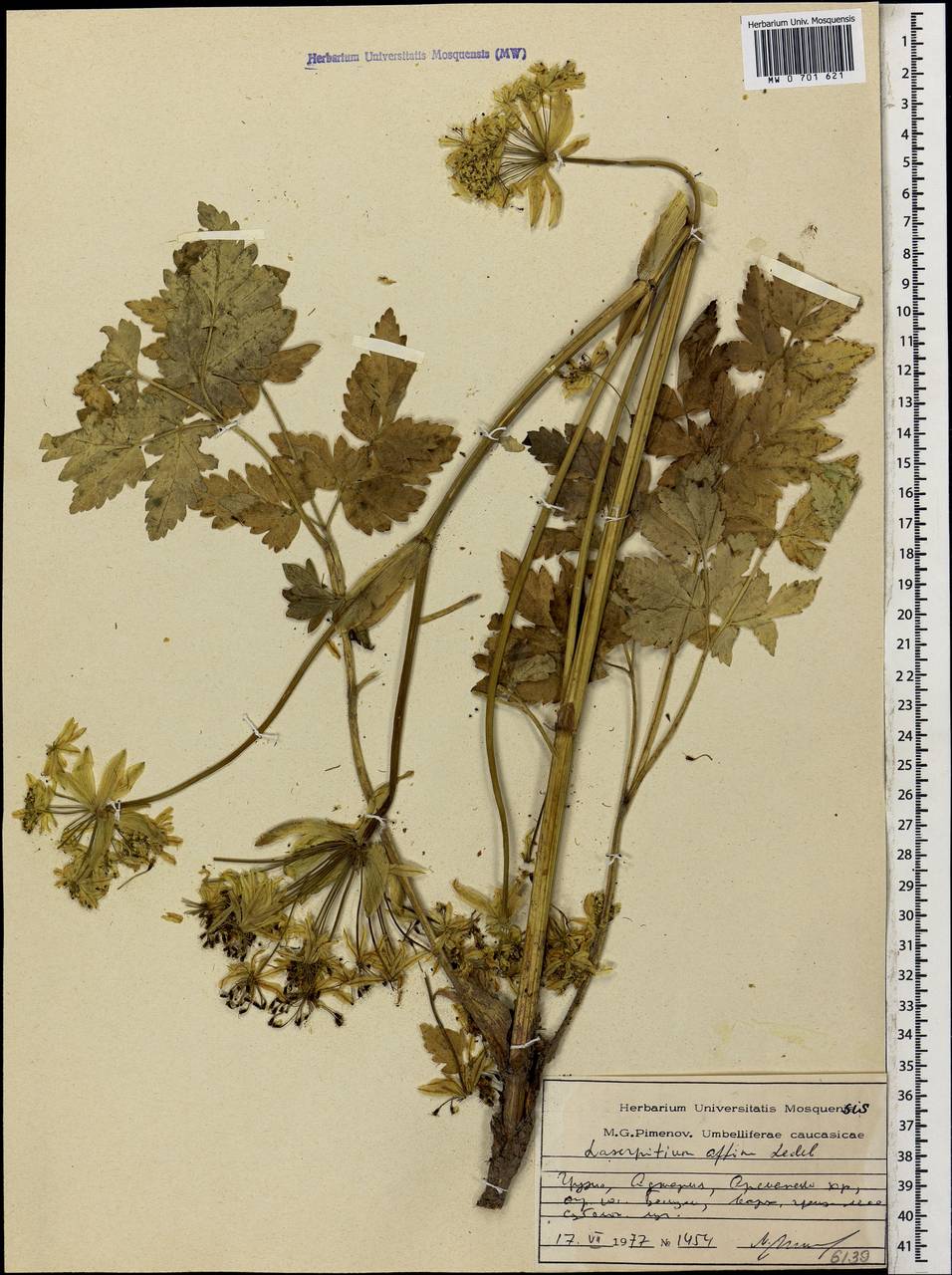 Laser affine (Ledeb.) Wojew. & Spalik, Кавказ, Грузия (K4) (Грузия)