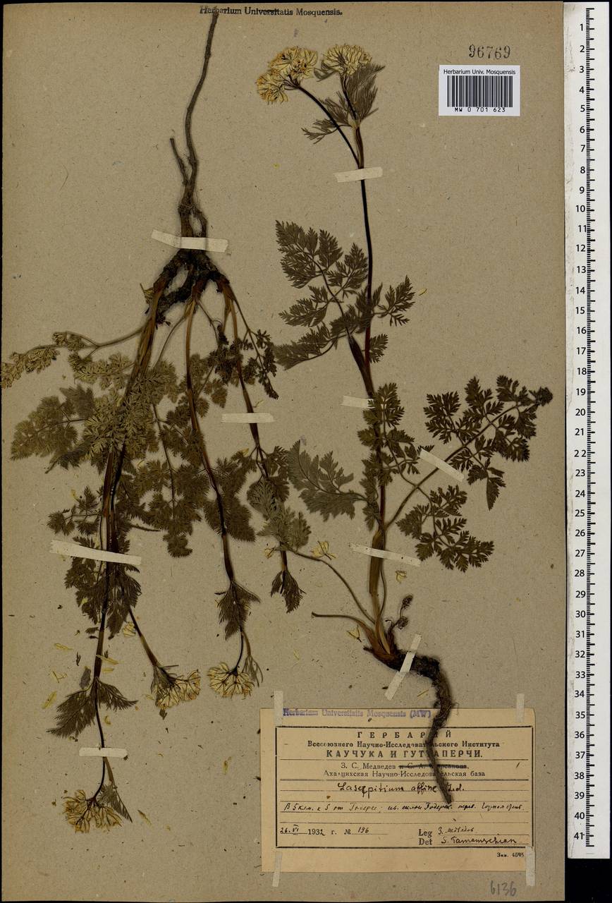 Laser affine (Ledeb.) Wojew. & Spalik, Кавказ, Грузия (K4) (Грузия)