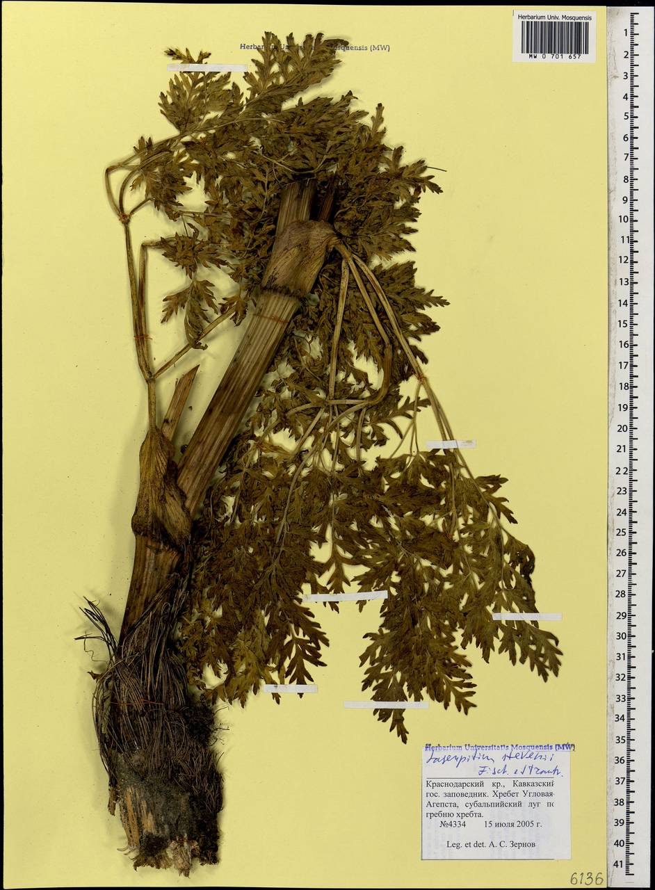 Лазурник Стевена (Fisch. & Trautv.) Wojew. & Spalik, Кавказ, Краснодарский край и Адыгея (K1a) (Россия)