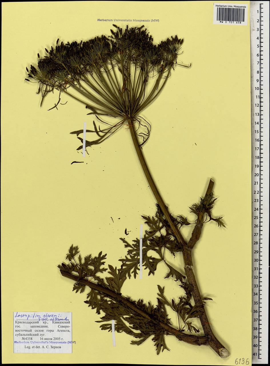 Лазурник Стевена (Fisch. & Trautv.) Wojew. & Spalik, Кавказ, Краснодарский край и Адыгея (K1a) (Россия)