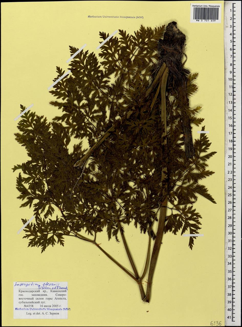 Лазурник Стевена (Fisch. & Trautv.) Wojew. & Spalik, Кавказ, Краснодарский край и Адыгея (K1a) (Россия)