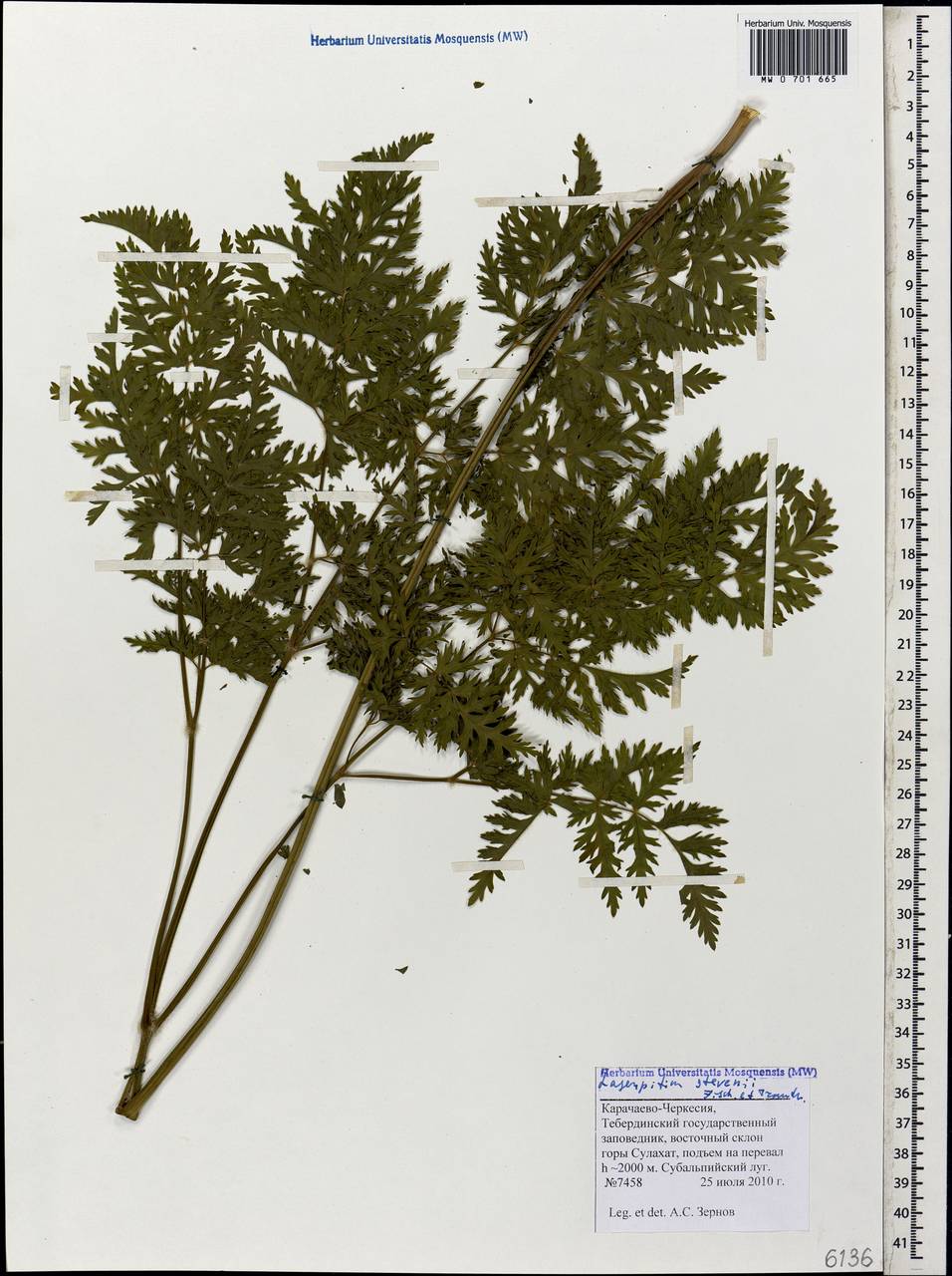 Лазурник Стевена (Fisch. & Trautv.) Wojew. & Spalik, Кавказ, Ставропольский край, Карачаево-Черкесия, Кабардино-Балкария (K1b) (Россия)