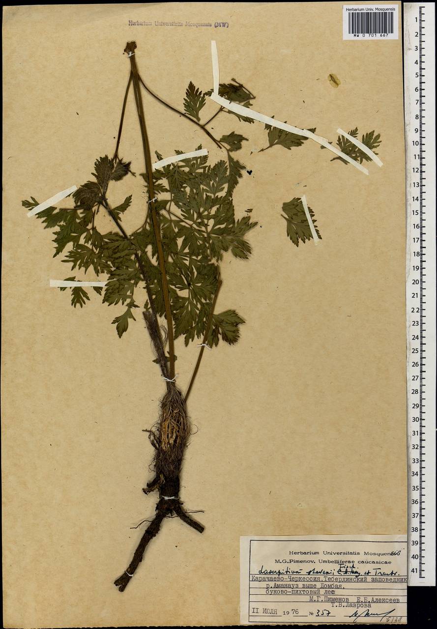 Лазурник Стевена (Fisch. & Trautv.) Wojew. & Spalik, Кавказ, Ставропольский край, Карачаево-Черкесия, Кабардино-Балкария (K1b) (Россия)