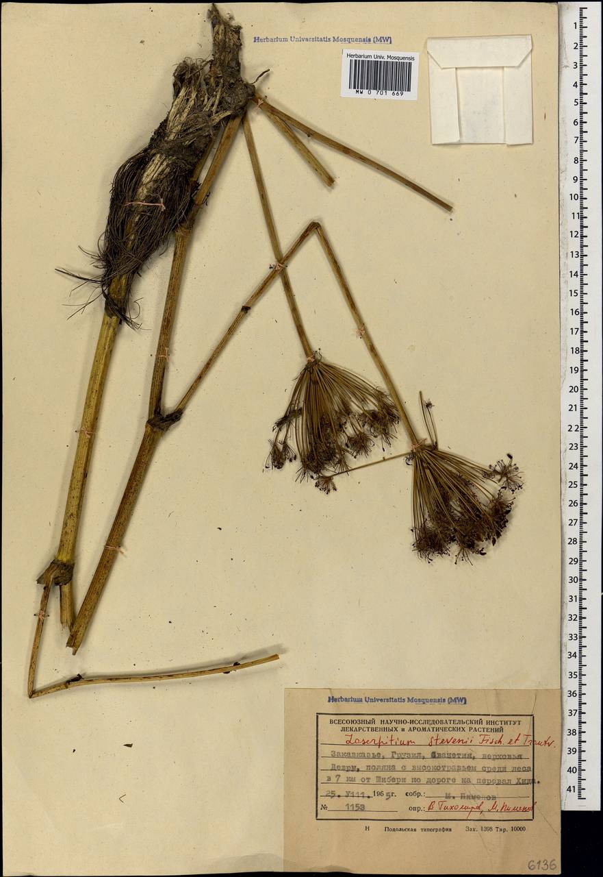 Лазурник Стевена (Fisch. & Trautv.) Wojew. & Spalik, Кавказ, Грузия (K4) (Грузия)
