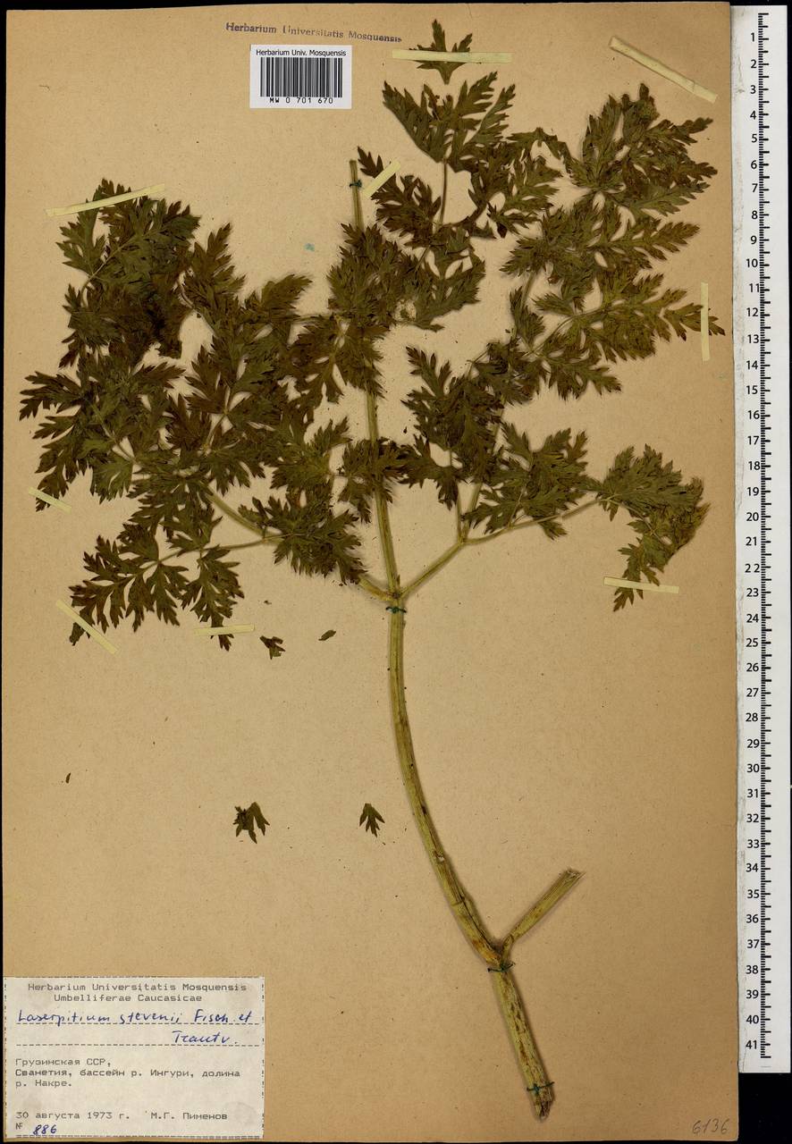 Лазурник Стевена (Fisch. & Trautv.) Wojew. & Spalik, Кавказ, Грузия (K4) (Грузия)