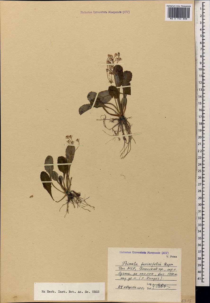 Первоцвет мучнистый Rupr., Кавказ, Дагестан (K2) (Россия)