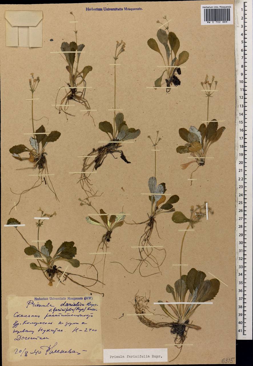 Первоцвет мучнистый Rupr., Кавказ, Дагестан (K2) (Россия)