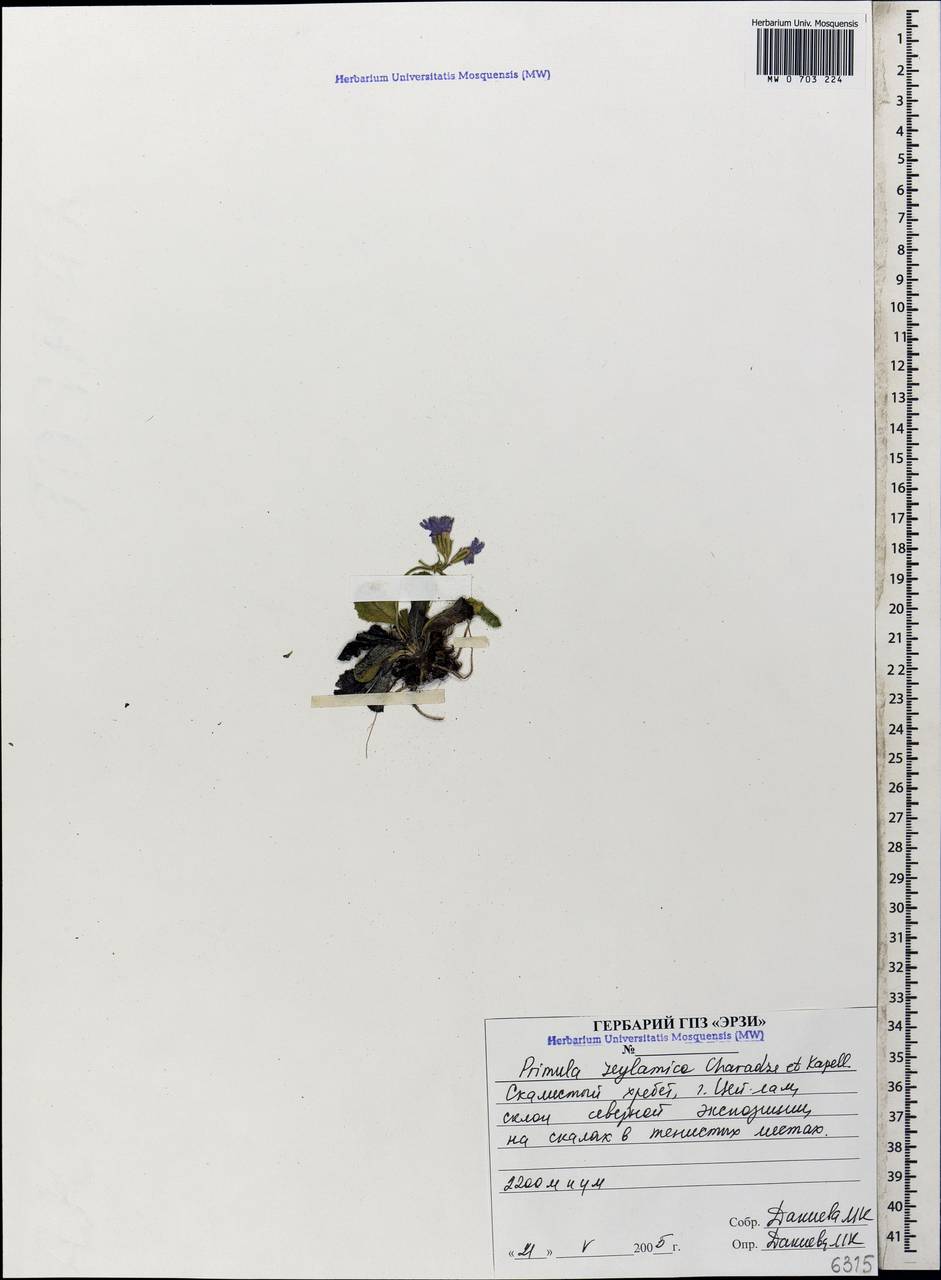 Primula zeylanica Char. & Kapeller, Кавказ, Северная Осетия, Ингушетия и Чечня (K1c) (Россия)