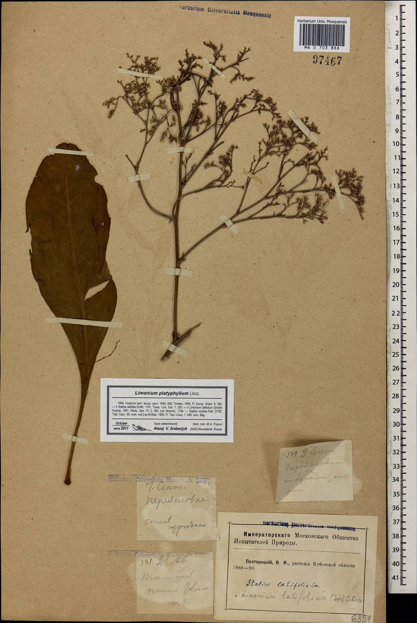 Limonium coriarium H.Arnaud, Кавказ, Краснодарский край и Адыгея (K1a) (Россия)