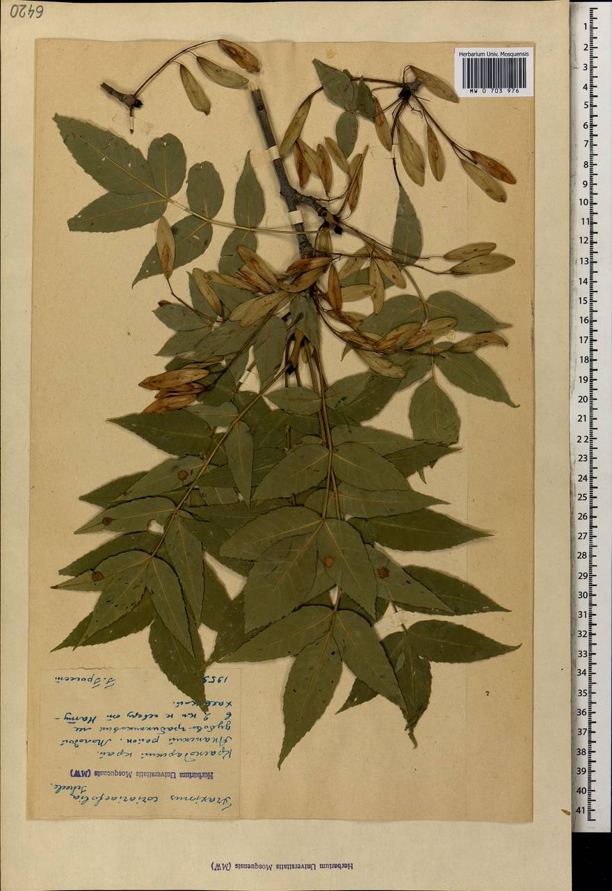 Ясень сумахолистный (Scheele) A.E.Murray, Кавказ, Краснодарский край и Адыгея (K1a) (Россия)