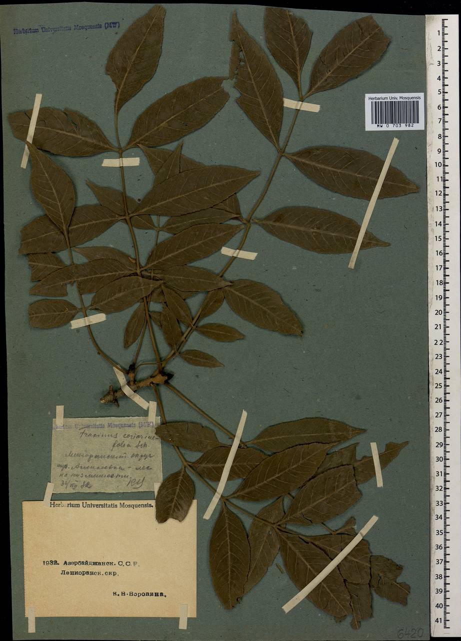 Ясень сумахолистный (Scheele) A.E.Murray, Кавказ, Азербайджан (K6) (Азербайджан)