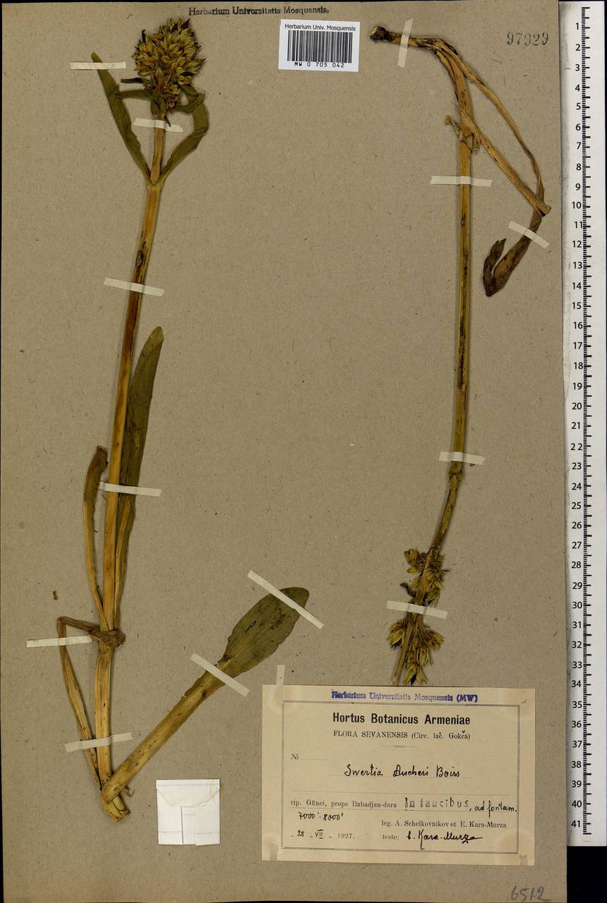 Swertia longifolia Boiss., Кавказ, Армения (K5) (Армения)