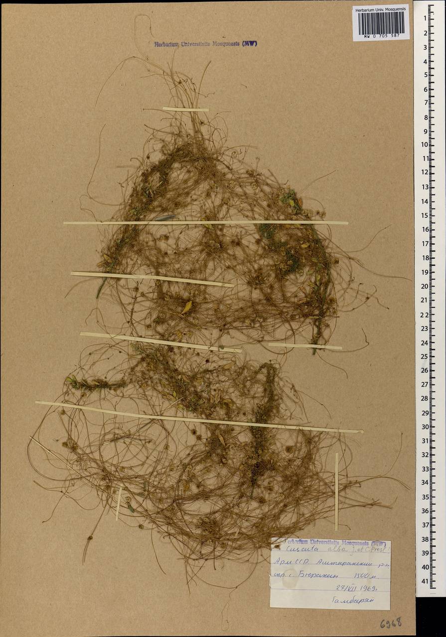 Cuscuta epithymum var. alba (C. Presl) Trab., Кавказ, Армения (K5) (Армения)