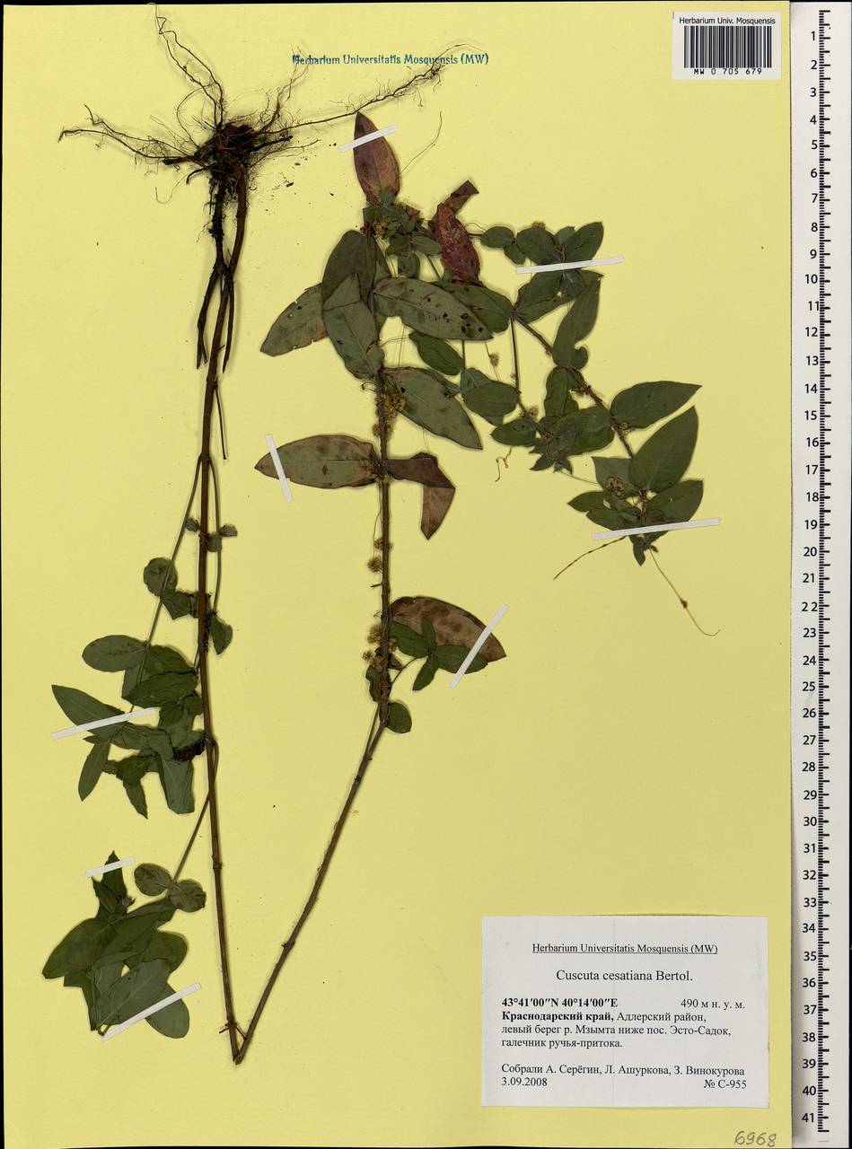 Cuscuta australis subsp. cesatiana (Bertol.) Maire, Кавказ, Краснодарский край и Адыгея (K1a) (Россия)
